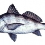 Black Drum