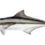 Cobia