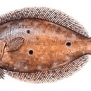 Flounder