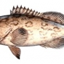 Gag Grouper