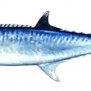 Kingfish