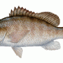 Mangrover Snapper