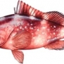 Red Grouper