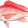 Red Snapper