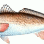 Redfish