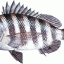 Sheepshead