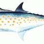 Spanish Mackerel