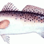 Speckled Trout