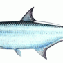 Tarpon