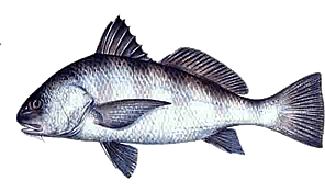 black-drum