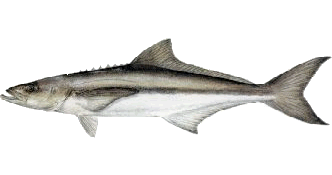 cobia