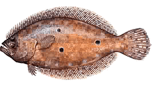 flounder