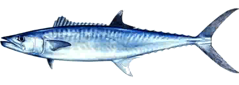 kingfish