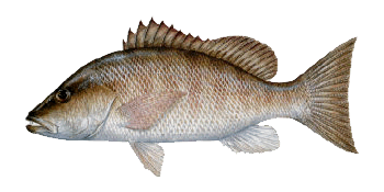 mangrove-snapper