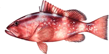 red-grouper