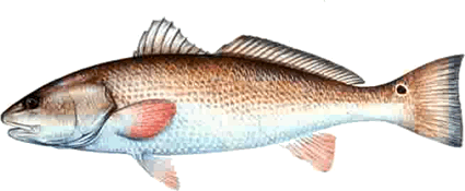 redfish