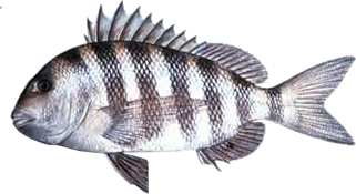 sheepshead