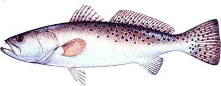 speckled-trout