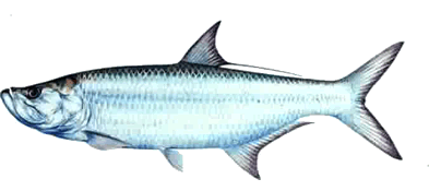 tarpon